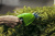 Ножницы садовые Greenworks G3,6HS 3,6V (16 см) аккумуляторные Ножницы садовые Greenworks G3,6HS 3,6V (16 см) аккумуляторные